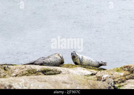 Zwei Seehunde auf einer felsigen Insel vor der Küste von Vancouver, British Columbia, Kanada. Stockfoto