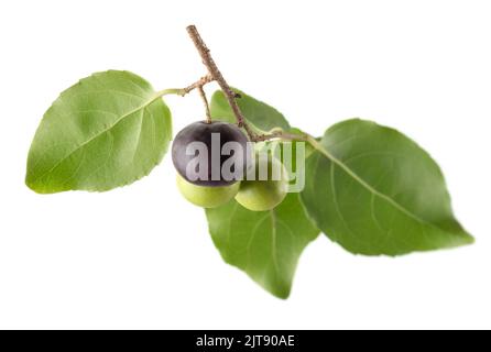 Die Pflaumenfrüchte des Gouverneurs im Ast, flacourtia indica, auch bekannt als Ramontchi, madagaskar-Pflaume oder indische Pflaume, rötlich-schwarze fleischige Frucht Stockfoto