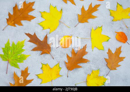 Herbstmuster aus Blättern auf grauem Betongrund. Flach liegend, Draufsicht Stockfoto