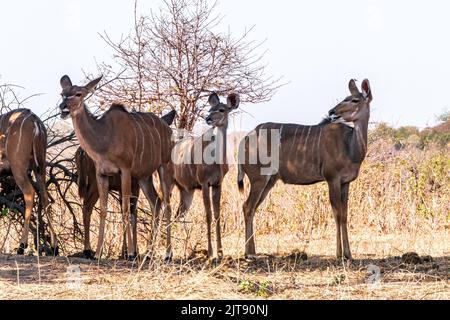 Große Kudu-Waldantilopen, die unter dem Baum stehen. Südafrika Stockfoto