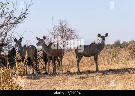 Große Kudu-Waldantilopen, die unter dem Baum stehen. Südafrika Stockfoto
