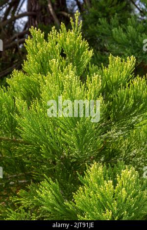 Riesige Mammutbäume, grüne Blätter und Zweige. Sequoiadendron giganteum oder Sierra Redwood Nadeln. Nahaufnahme. Details. Stockfoto