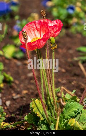 Rot blühende Gartenmohn aus der Nähe auf einem Hintergrund von grünem Gras Stockfoto