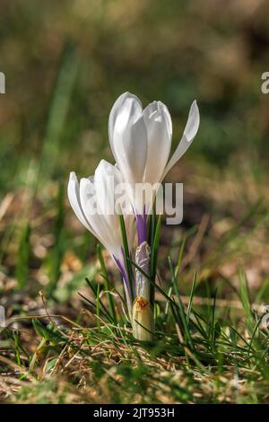 Frühlingscrocus, Crocus vernus, blühende Hochweide, Seealpen. Stockfoto