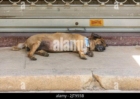 Ein alter, kranker Hund, der auf einer Bordsteinkante liegt, Havanna, Kuba. Stockfoto