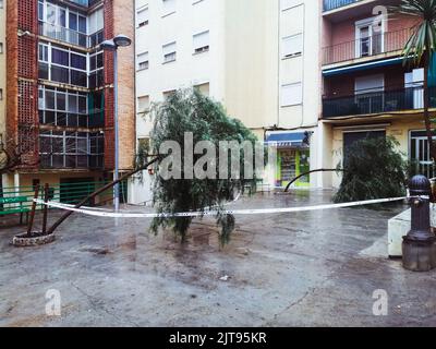 Beschneiden Sie blühende Almendro-Bäume (Prunus dulcis). Stockfoto