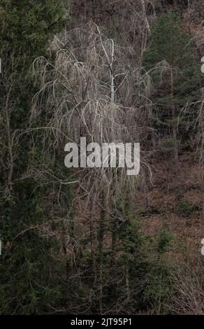 Aspen-Baum, Populus tremula, im späten Winter, kurz bevor sich Kätzchen öffnen. Stockfoto