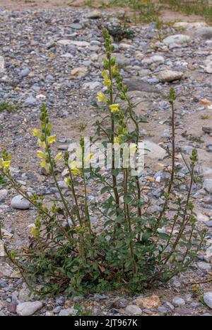 Wilder Snapdragon, Antirrhinum majus ssp. Latifolium, blühend auf Flusskies, Provence. Stockfoto