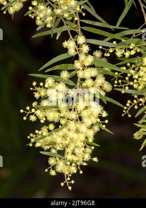 Blassgelbe parfümierte Blüten von Acacia fimbriata, Brisbane Wattle, einem australischen einheimischen Strauch, auf dunklem Hintergrund Stockfoto