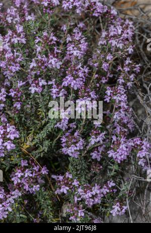 Gewöhnlicher Thymian, Thymus vulgaris, blüht im Frühling, Provence. Stockfoto