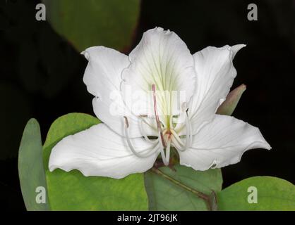 Spektakuläre große weiße duftende Blume von Bauhinia variegata alba, Laub Orchideenbaum, auf dunklem Hintergrund, in Australien Stockfoto