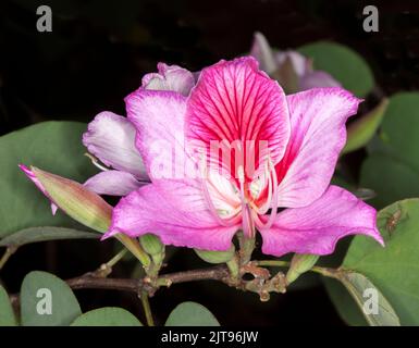 Spektakuläre rosa duftende Blume und grüne Blätter von Bauhinia variegata, Laub Orchideenbaum, auf dunklem Hintergrund, in Australien Stockfoto