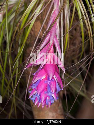 Schöne lebendige rosa Blüten und blauen Blüten von Bromeliad, Tillandsia stricta, Air Plant, vor dem Hintergrund der grauen / grünen Blätter in Australien Stockfoto