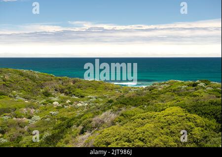 Point Nepean, Victoria, Australien, an einem sonnigen Tag. Die Sträucher hatten eine schöne türkisfarbene Farbe, die mit dem Grün des Küstenstreifens kontrastierte. Stockfoto