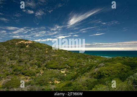 Point Nepean, Victoria, Australien, an einem sonnigen Tag. Die Sträucher hatten eine schöne türkisfarbene Farbe, die mit dem Grün des Küstenstreifens kontrastierte. Stockfoto