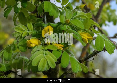 Sibirischer Erbsenbaum, Caragana arborescens, in Blüte. Aus Nordostasien. Stockfoto