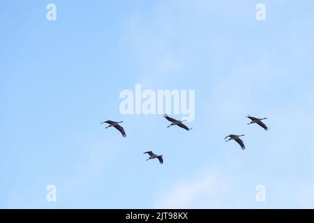 Kräne fliegen gegen einen blauen Himmel Stockfoto