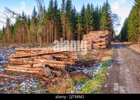 Holzstapel auf einer Forststraße Stockfoto