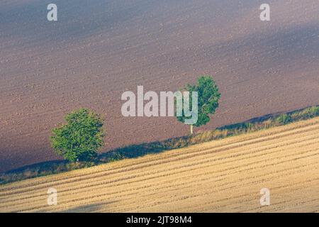 Zwei Bäume auf den Feldern Stockfoto