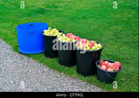 Windfall Apfel in Eimern im Garten stehen Stockfoto