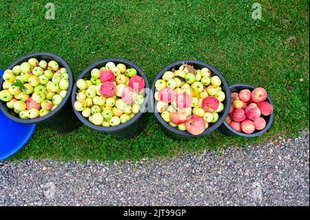 Windfall Apfel in Eimern im Garten stehen Stockfoto