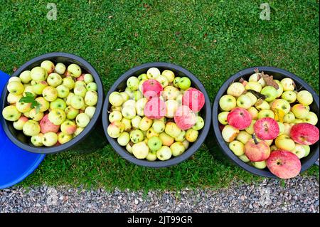 Windfall Apfel in Eimern im Garten stehen Stockfoto