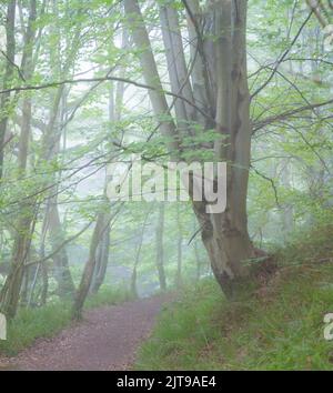 Eine alte Buche neben einem Fußweg durch Wälder im Sommer an einem nebligen Morgen. Stockfoto