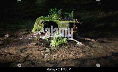 Eine schöne Aufnahme eines moosigen Baumstumpens in der Nähe des Flusses Stockfoto