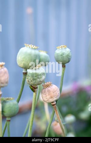 Opium Mohnköpfe, Nahaufnahme. Papaver somniferum, allgemein bekannt als Opiummohn oder Brotmohn, ist eine Art blühender Pflanzen der Papaveraceae fa Stockfoto