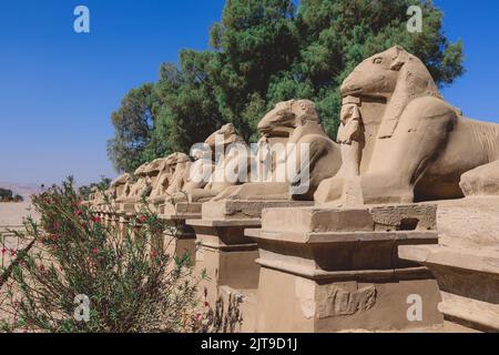 Alte RAM-kopfige Sphinx-Statuen im Karnak-Tempelkomplex in der Nähe von Luxor, Ägypten Stockfoto