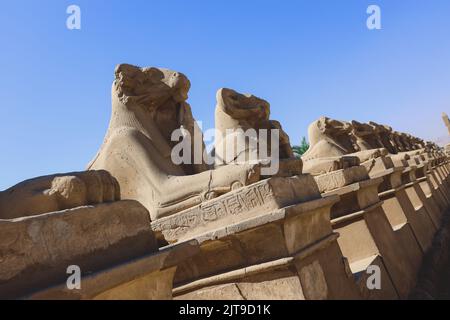 Alte RAM-kopfige Sphinx-Statuen im Karnak-Tempelkomplex in der Nähe von Luxor, Ägypten Stockfoto