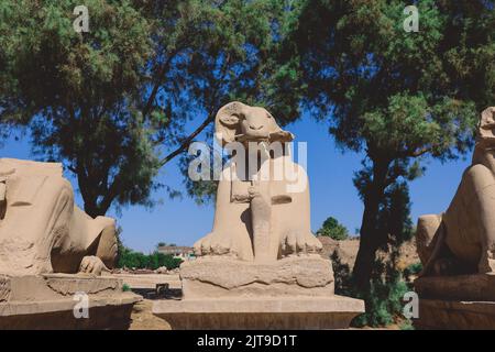 Alte RAM-kopfige Sphinx-Statuen im Karnak-Tempelkomplex in der Nähe von Luxor, Ägypten Stockfoto