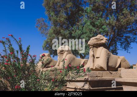 Alte RAM-kopfige Sphinx-Statuen im Karnak-Tempelkomplex in der Nähe von Luxor, Ägypten Stockfoto