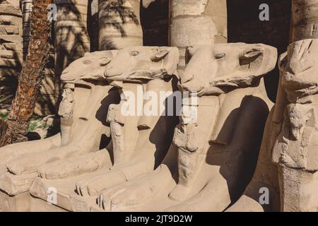 Alte RAM-kopfige Sphinx-Statuen im Karnak-Tempelkomplex in der Nähe von Luxor, Ägypten Stockfoto