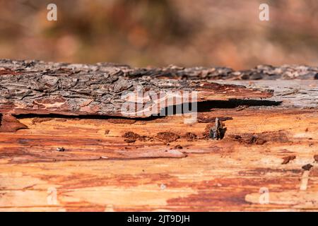 Die Rinde auf einem toten Wald im Wald ist Lebensraum für Insekten Stockfoto