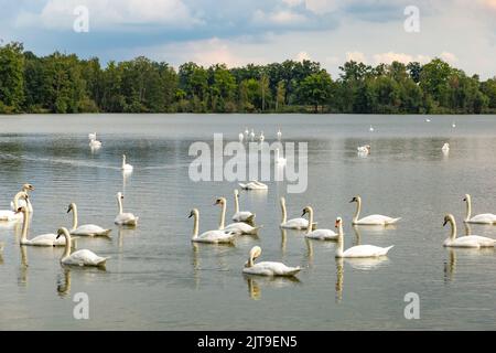 Große Schar anmutiger weißer Schwäne schwimmt im See. Stockfoto