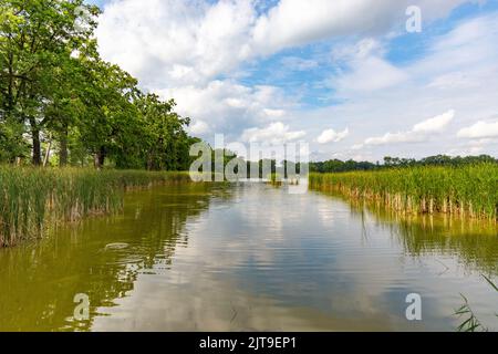 Sommertag in der Nähe von Waldsee. Stockfoto