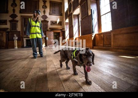 National Dogs Day – Pip, ein „verrottungsvoller Hund“, der mit dem Hundeführer Isobel Mar im St. Bartholomew’s Hospital North Wing, Großbritannien, nasse und trockene Fäule herausschnuppern ‘ Stockfoto