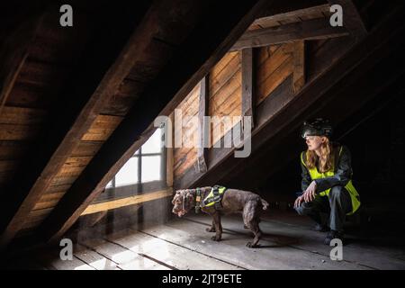 National Dogs Day – Pip, ein „verrottungsvoller Hund“, der mit dem Hundeführer Isobel Mar im St. Bartholomew’s Hospital North Wing, Großbritannien, nasse und trockene Fäule herausschnuppern ‘ Stockfoto