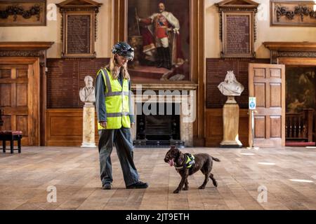 National Dogs Day – Pip, ein „verrottungsvoller Hund“, der mit dem Hundeführer Isobel Mar im St. Bartholomew’s Hospital North Wing, Großbritannien, nasse und trockene Fäule herausschnuppern ‘ Stockfoto