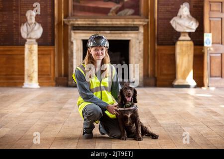National Dogs Day – Pip, ein „verrottungsvoller Hund“, der mit dem Hundeführer Isobel Mar im St. Bartholomew’s Hospital North Wing, Großbritannien, nasse und trockene Fäule herausschnuppern ‘ Stockfoto