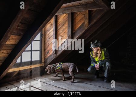 National Dogs Day – Pip, ein „verrottungsvoller Hund“, der mit dem Hundeführer Isobel Mar im St. Bartholomew’s Hospital North Wing, Großbritannien, nasse und trockene Fäule herausschnuppern ‘ Stockfoto