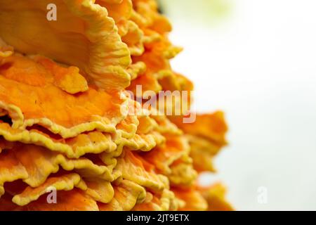 Bunte Baumpilze auf einem alten Stamm. Stockfoto