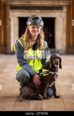 National Dogs Day – Pip, ein „verrottungsvoller Hund“, der mit dem Hundeführer Isobel Mar im St. Bartholomew’s Hospital North Wing, Großbritannien, nasse und trockene Fäule herausschnuppern ‘ Stockfoto