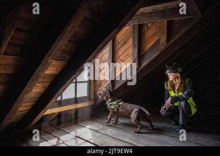 National Dogs Day – Pip, ein „verrottungsvoller Hund“, der mit dem Hundeführer Isobel Mar im St. Bartholomew’s Hospital North Wing, Großbritannien, nasse und trockene Fäule herausschnuppern ‘ Stockfoto