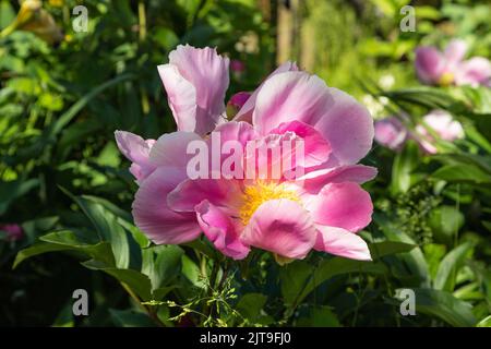 Schöne Pfingstrosen rosa Blumen im Garten, selektive Fokus. Stockfoto