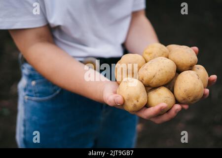 Nahaufnahme der Hände einer Frau, die an ihren ausgestreckten Händen einen Haufen Kartoffeln aus dem Garten hält. Farmer Field. Sommer Natur. Stockfoto