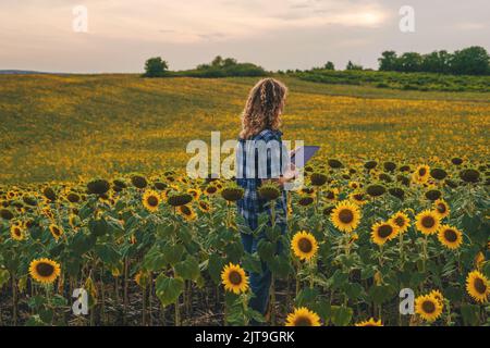 Eine Bäuerin, die auf dem Sonnenblumenfeld arbeitet und mit einer mobilen App auf einem digitalen Tablet Beobachtungen aufschreibt. Intelligente Landwirtschaft. Umweltindustrie. Stockfoto