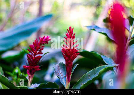 Eine Nahaufnahme von rotem Ingwer Stockfoto
