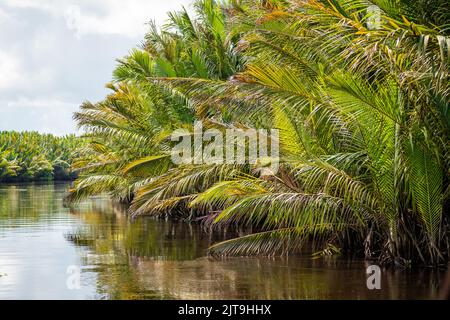 Dschungelfluss in Borneo. Tanjung Puting National Park, Indonesien Stockfoto